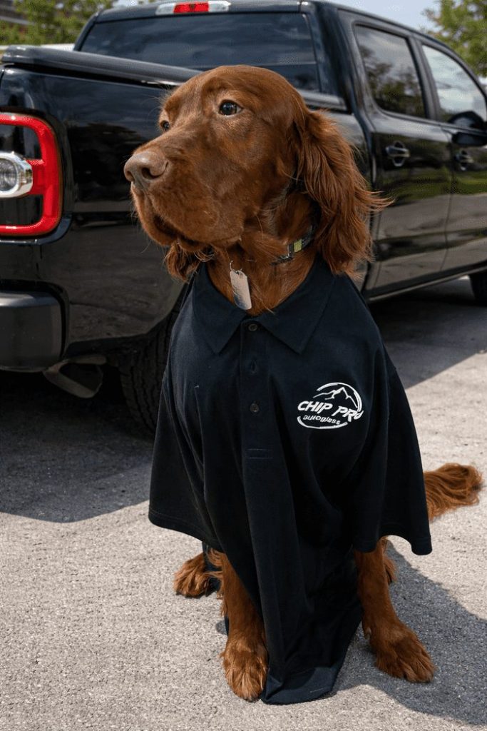 Irish Setter dog with Chip Pro Autoglass work uniform on.